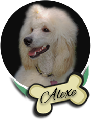 Alexe