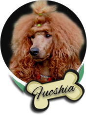 Fucshia