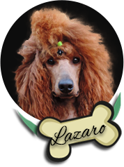 Lazaro