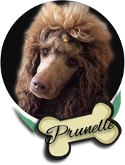 Prunelle