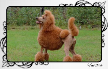 Fucshia, Caniche Royale